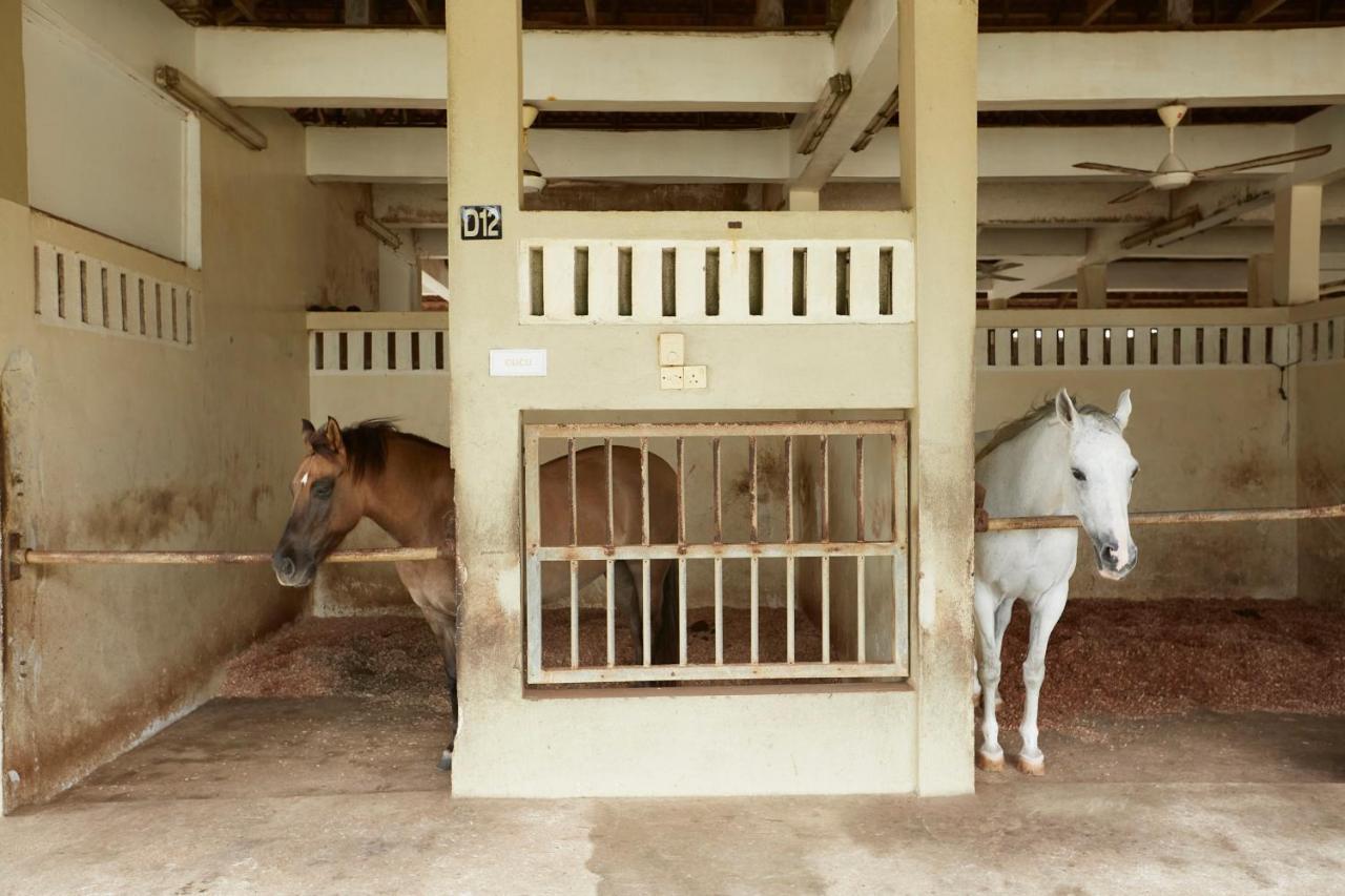 Terengganu Equestrian Resort Куала-Тренгану Екстер'єр фото